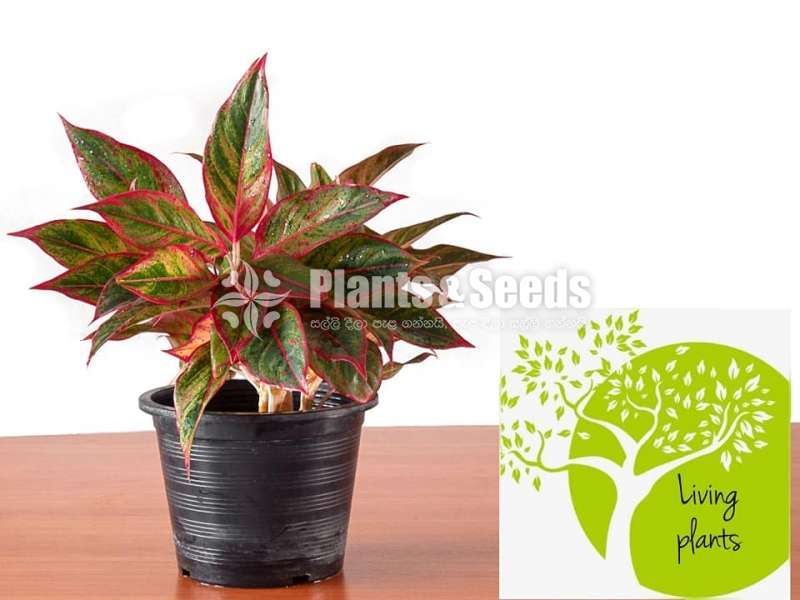 Aglaonema Siam Aurora