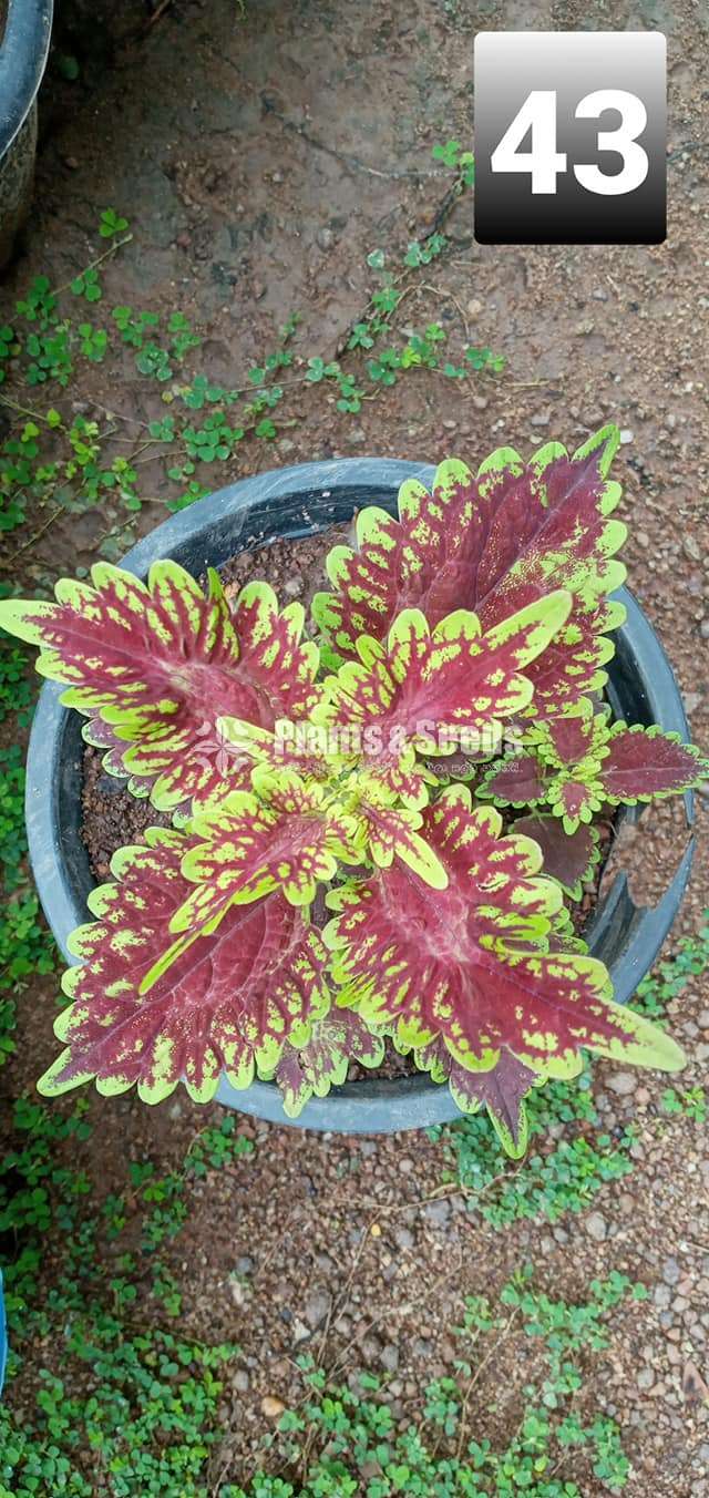 Coleus Varties for sale
