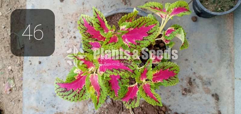 Coleus Varties for sale
