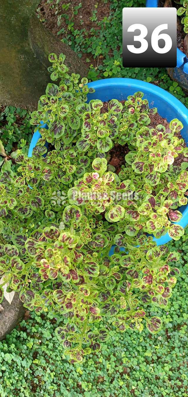 Coleus Varties for sale