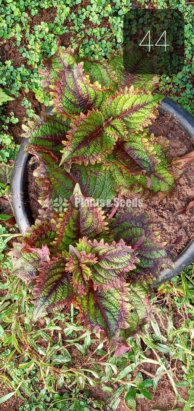 Coleus Varties for sale