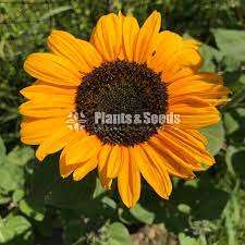 Sunflower Seeds