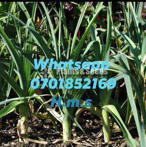 Leeks(දිනය අනුව මිල ගණන් වෙනස්‌වේ)