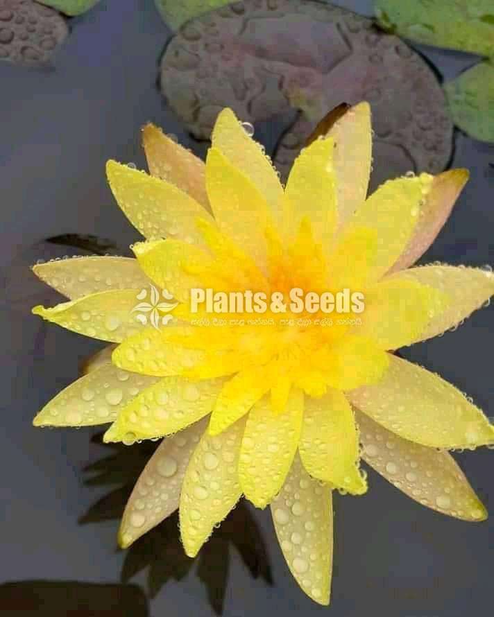 Red leaf yellow (Pinwari)