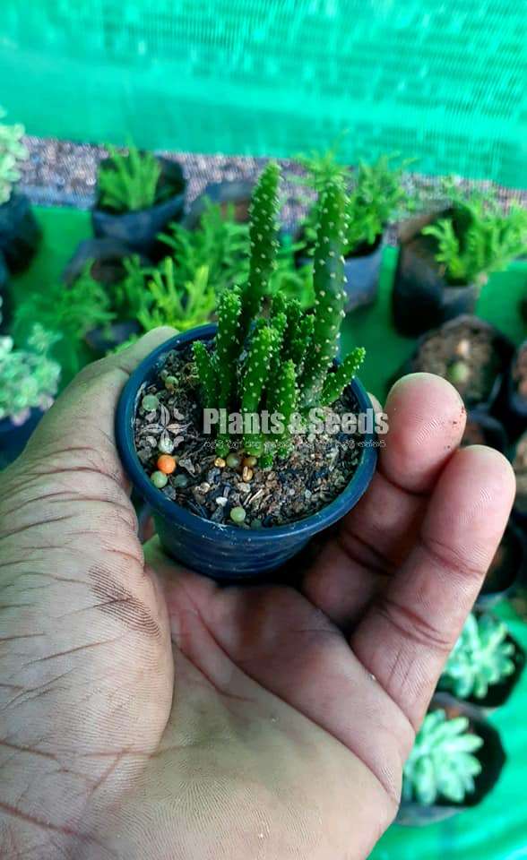 Cactus and Succulent Plants