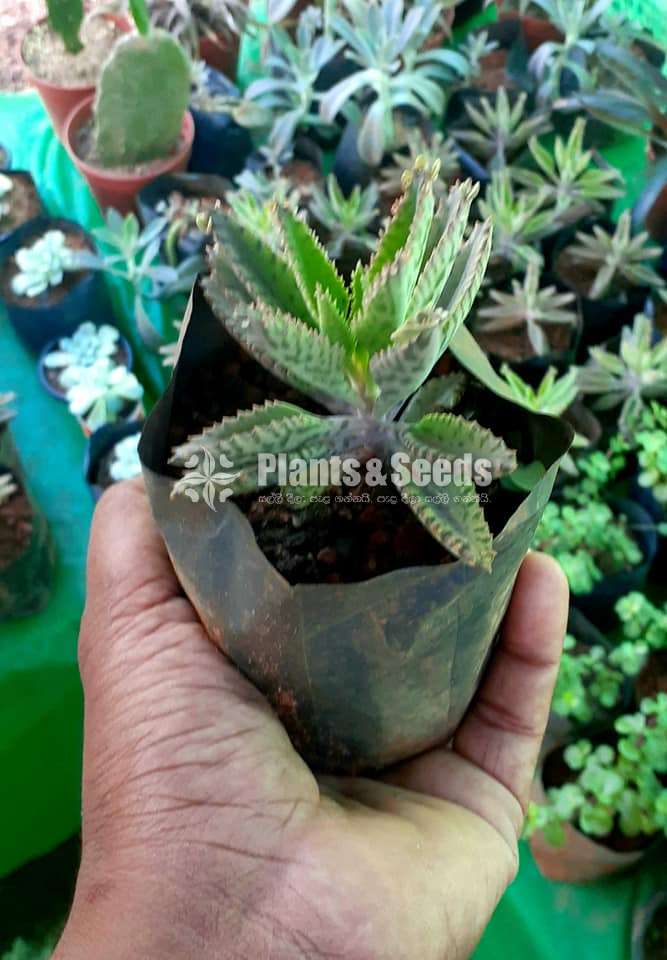 Cactus and Succulent Plants