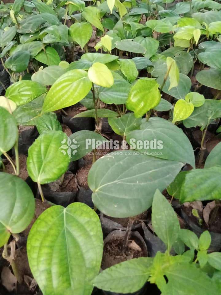 Pepper Plants (ඩිංගිරාල)