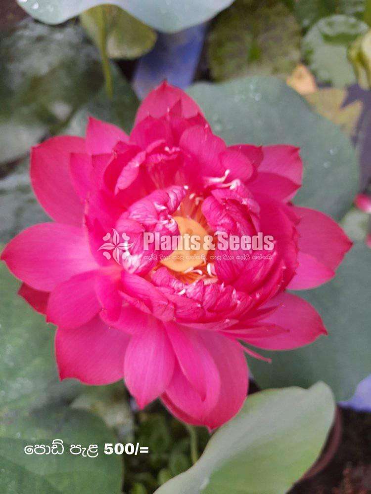 Rosa Siyapath and Sudu Siyapath Waterplants