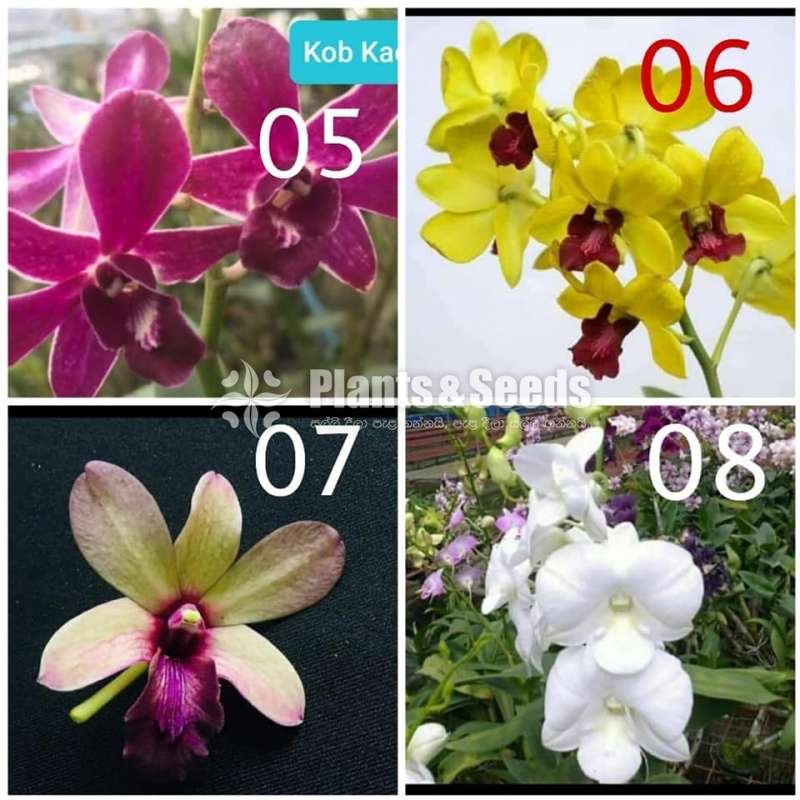 Dendrobium Orchid Plants