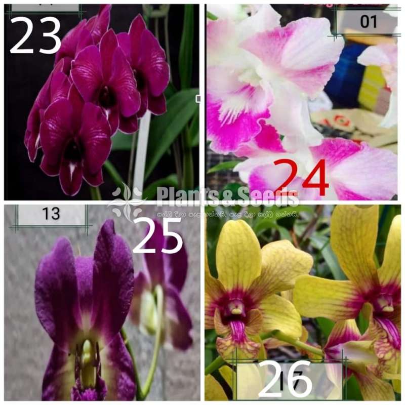 Dendrobium Orchid Plants
