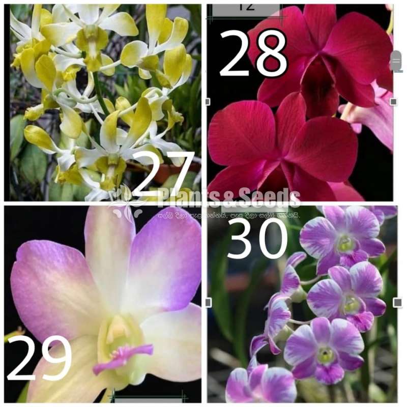 Dendrobium Orchid Plants