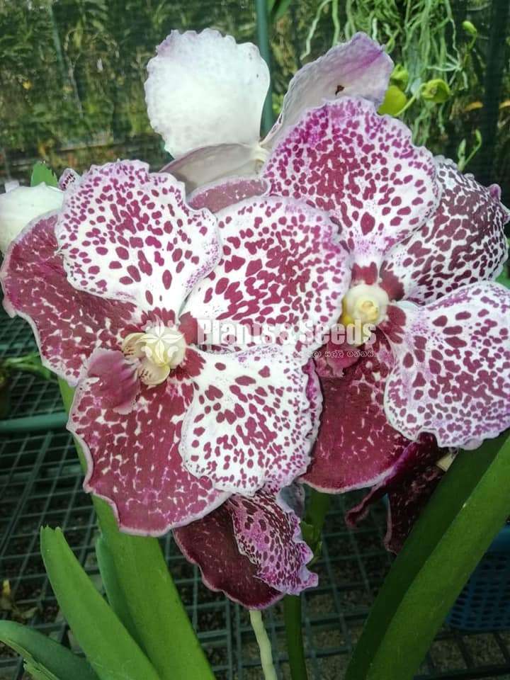 Phalaenopsis and Vanda Orchids