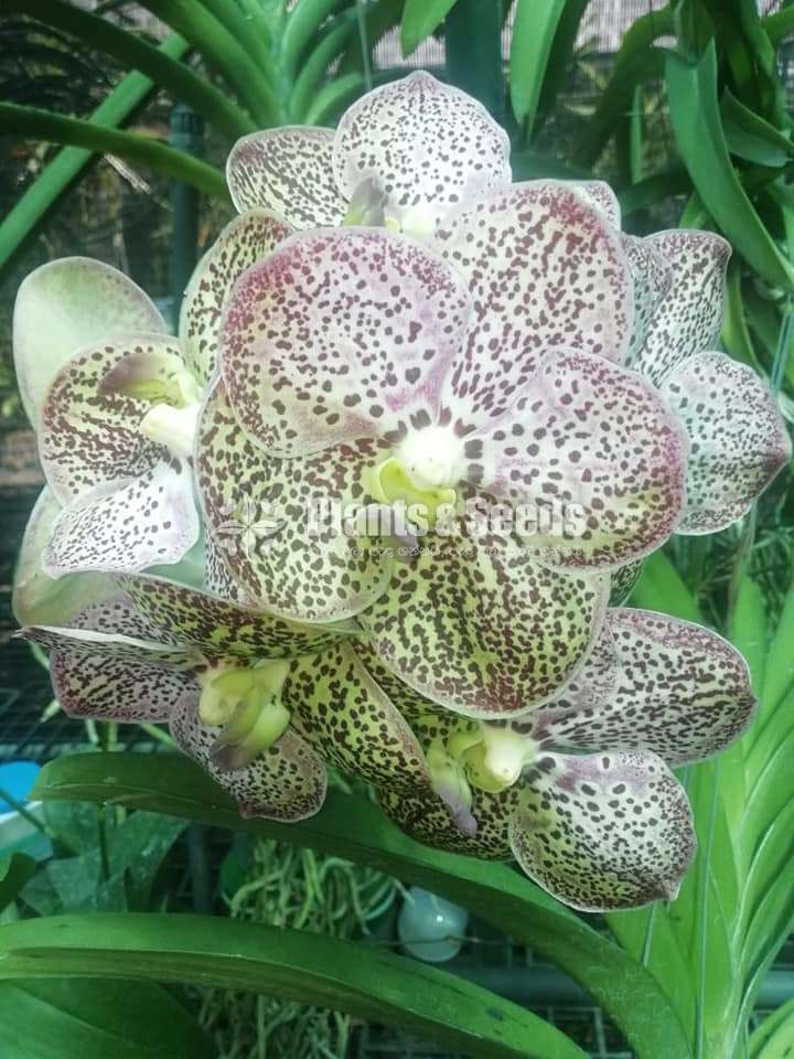 Phalaenopsis and Vanda Orchids