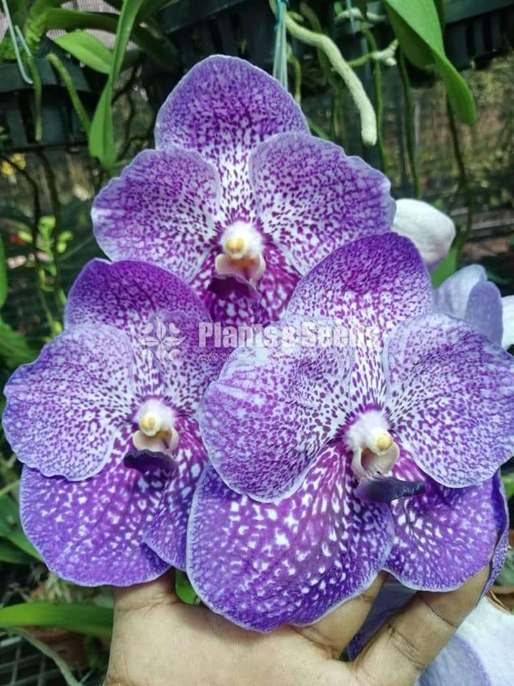 Phalaenopsis and Vanda Orchids