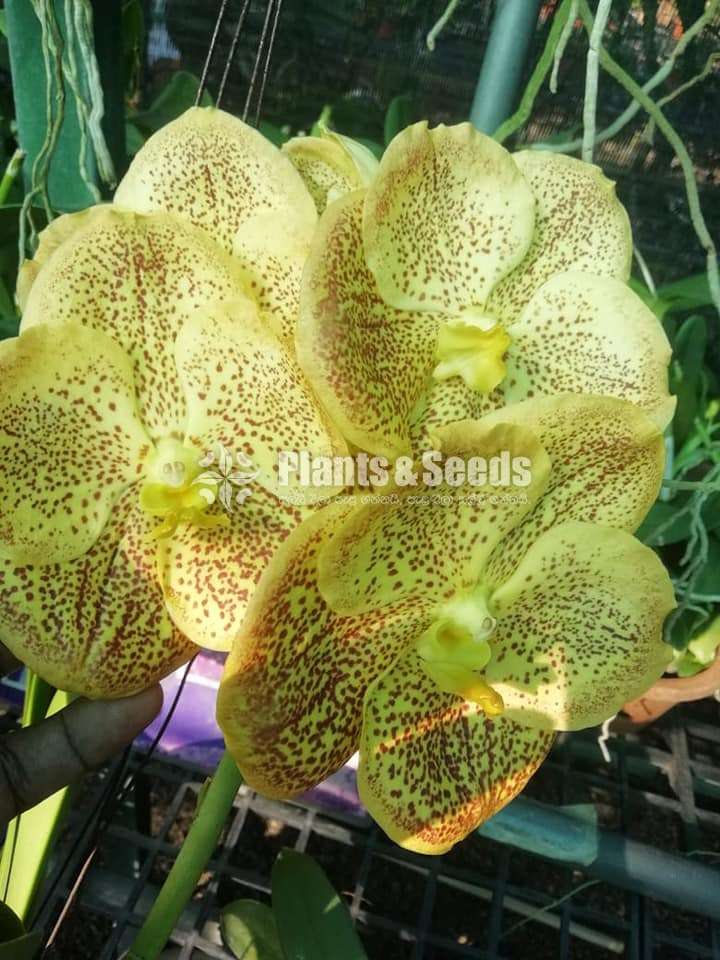 Phalaenopsis and Vanda Orchids