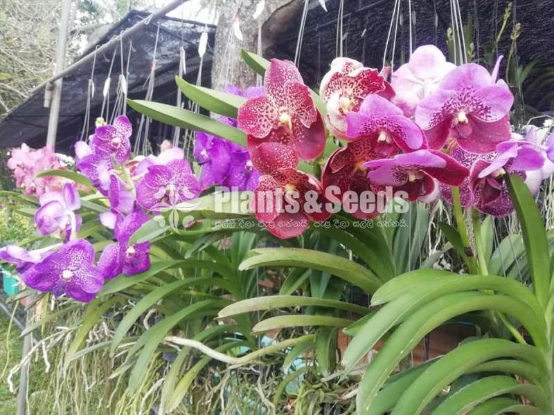 Phalaenopsis and Vanda Orchids
