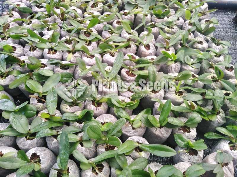 Phalaenopsis Orchids