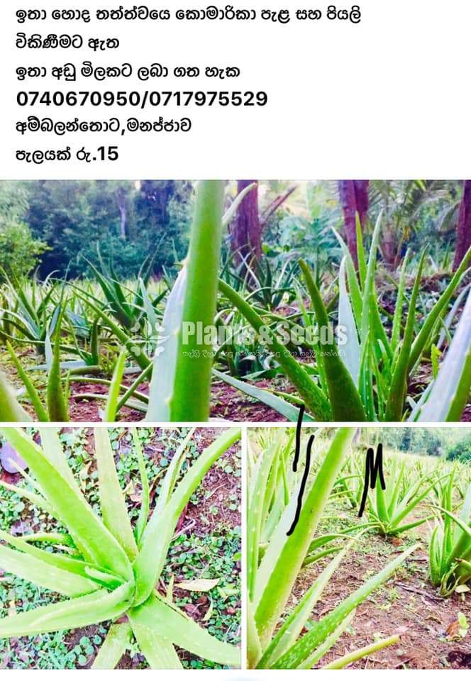 Aloevera(Komarika Plants)