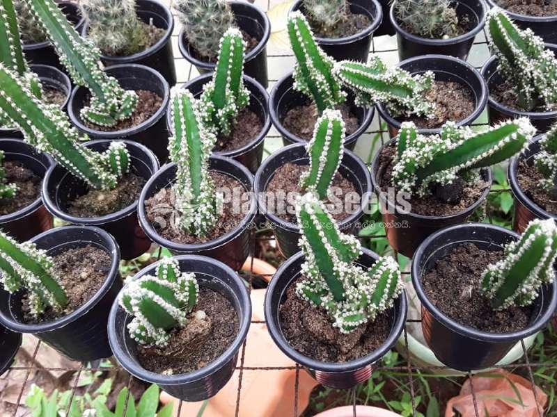 Cactus Collection
