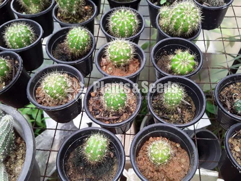Cactus Collection