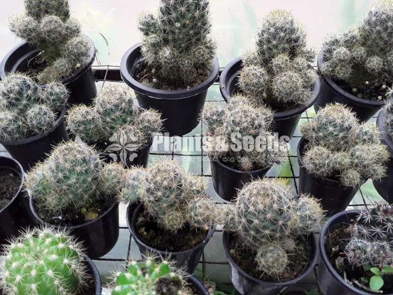 Cactus Collection