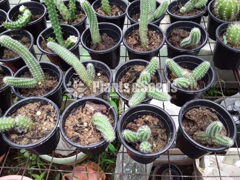Cactus Collection