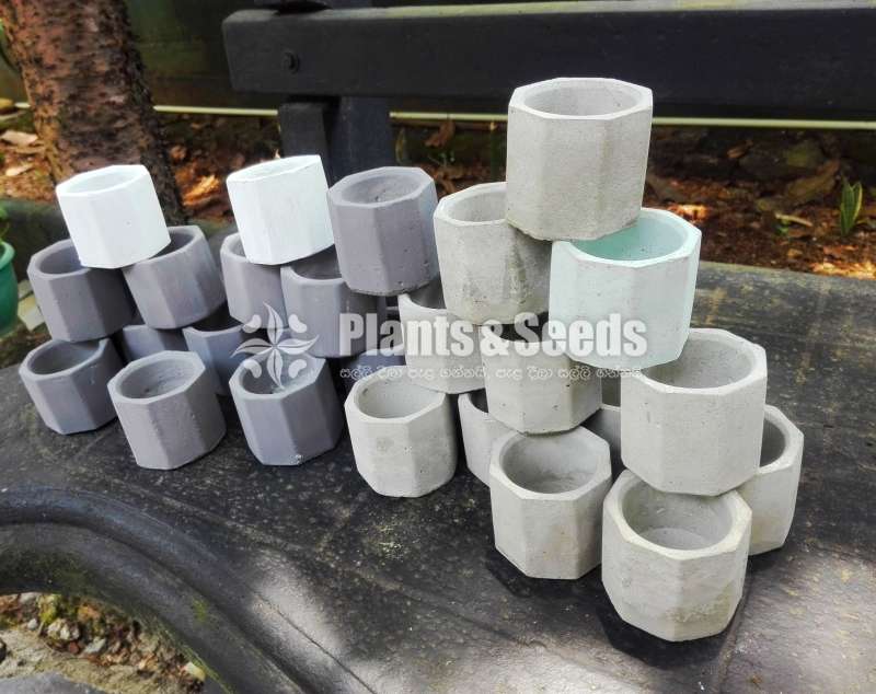 Cement Pots for (Cactus and Succulent)