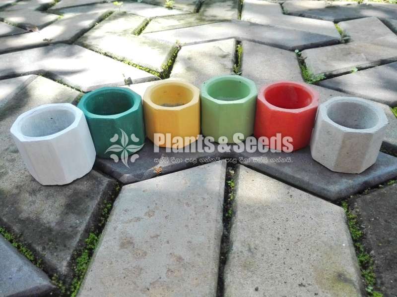 Cement Pots for (Cactus and Succulent)