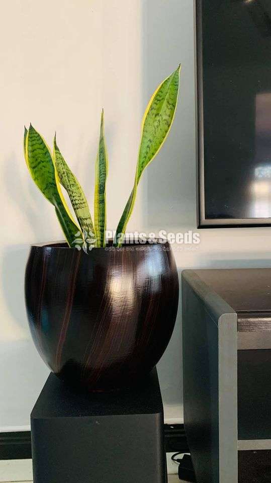 Hand painted indoor pots