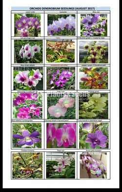 Orchid Plants with Colors