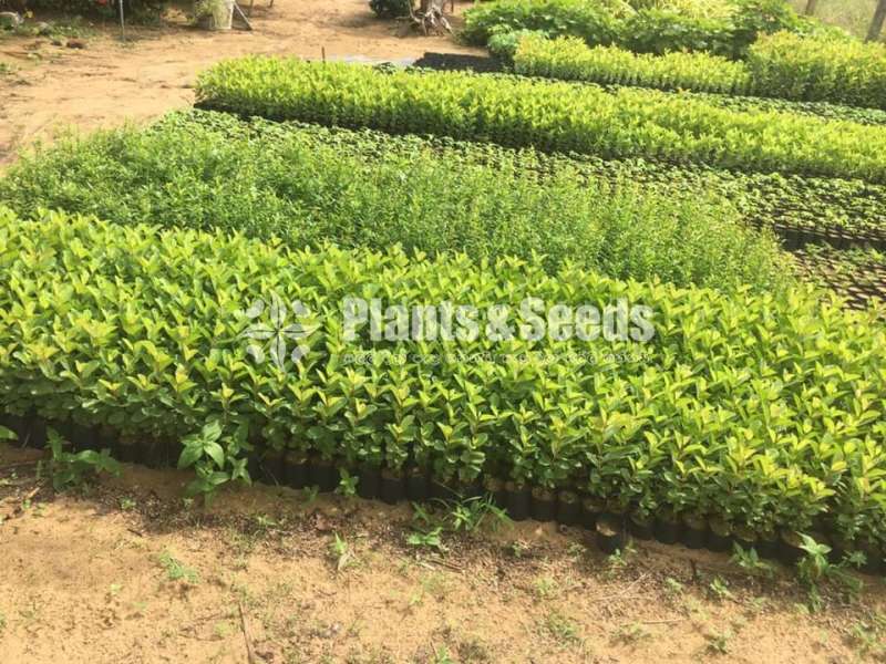 Fruit Plants