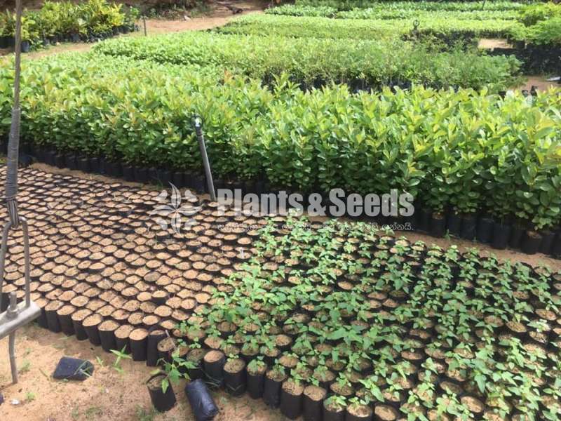 Fruit Plants