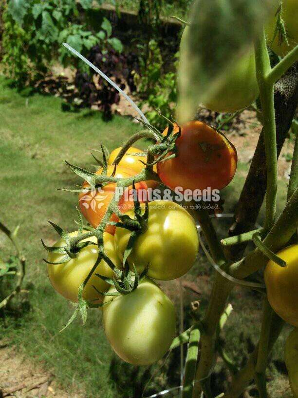 Flatinum Tomatto Plants