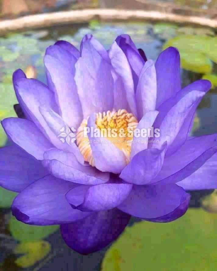 Australian Dark Purple Water Plants
