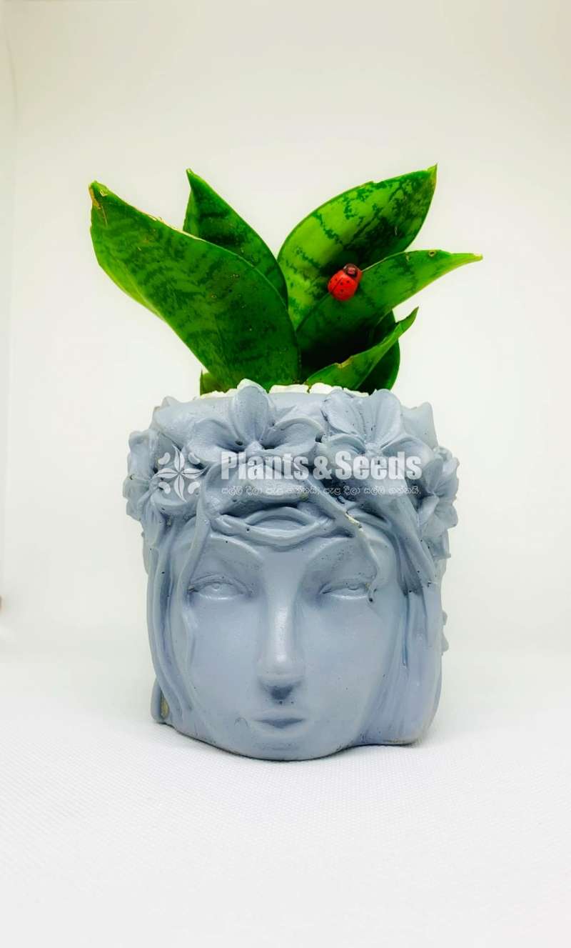 Mold face Cement Pots