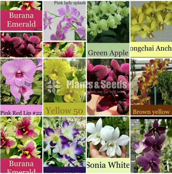 Dendrobium seedling size Plants