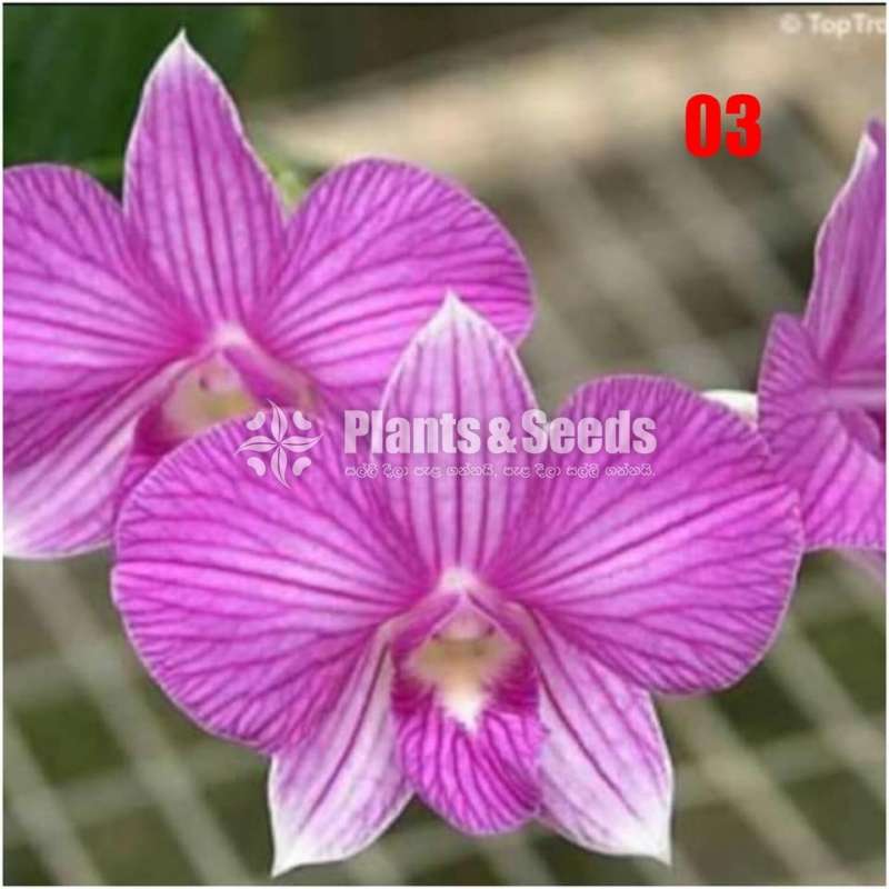 Dendrobium seedling size Plants
