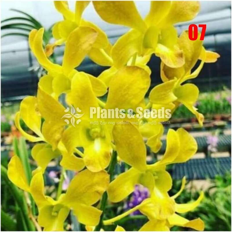 Dendrobium seedling size Plants