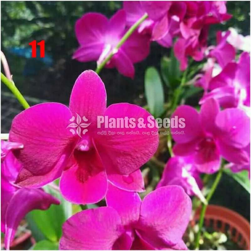 Dendrobium seedling size Plants