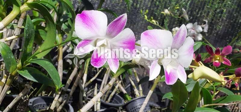 Dendrobium Orchid Plants