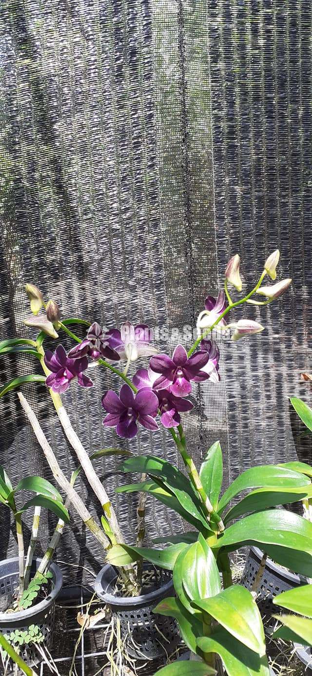 Dendrobium Orchid Plants