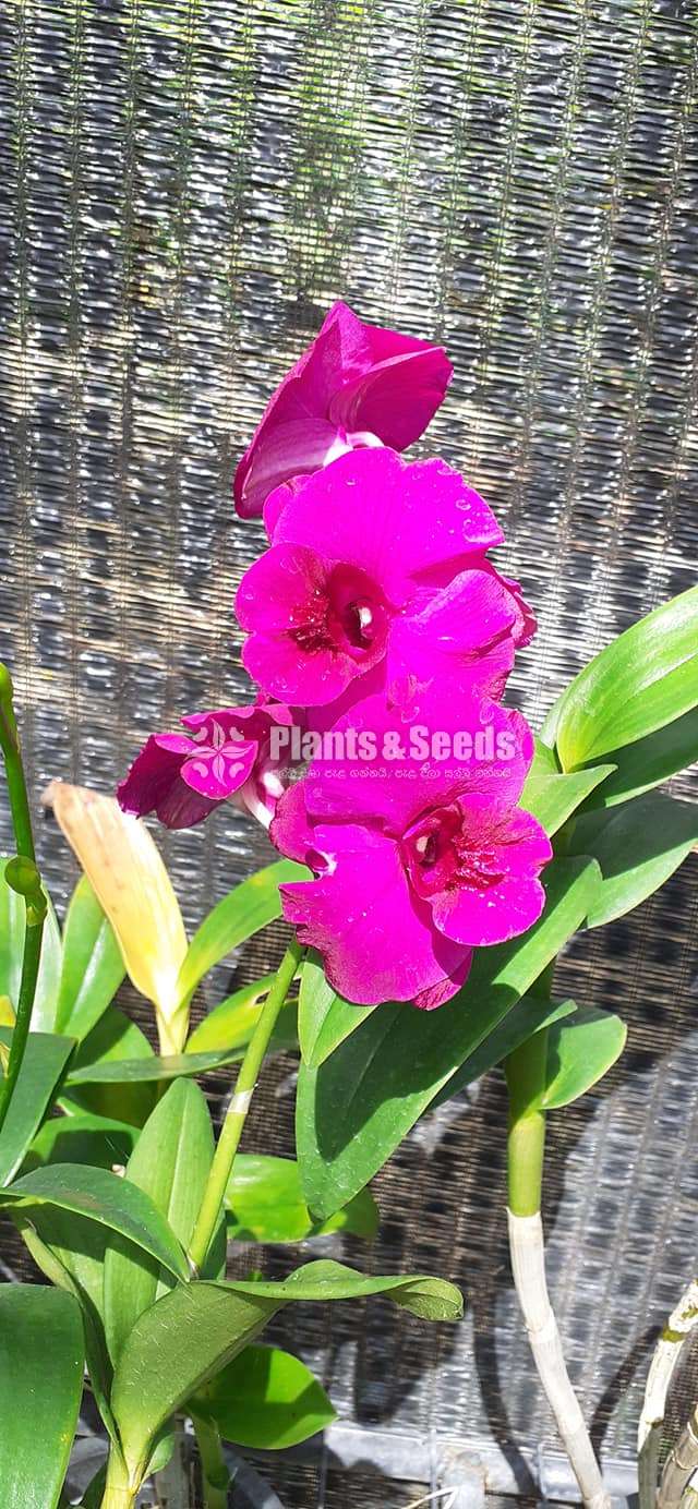 Dendrobium Orchid Plants