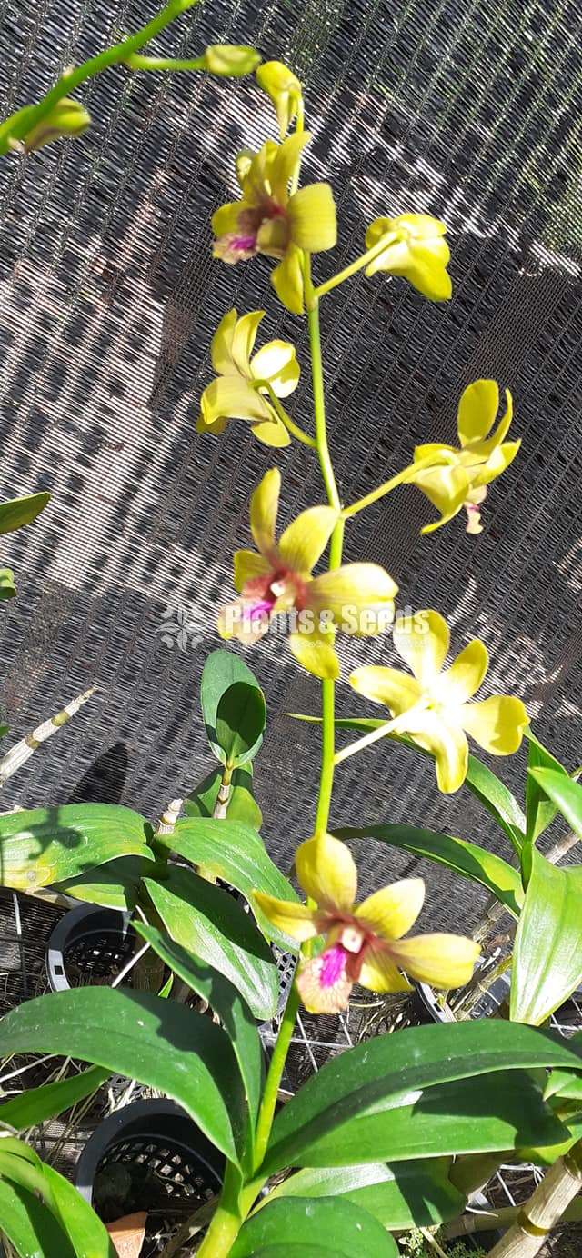 Dendrobium Orchid Plants