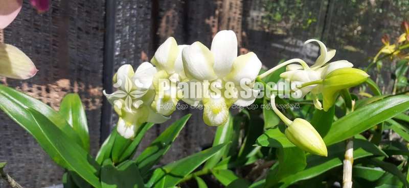 Dendrobium Orchid Plants