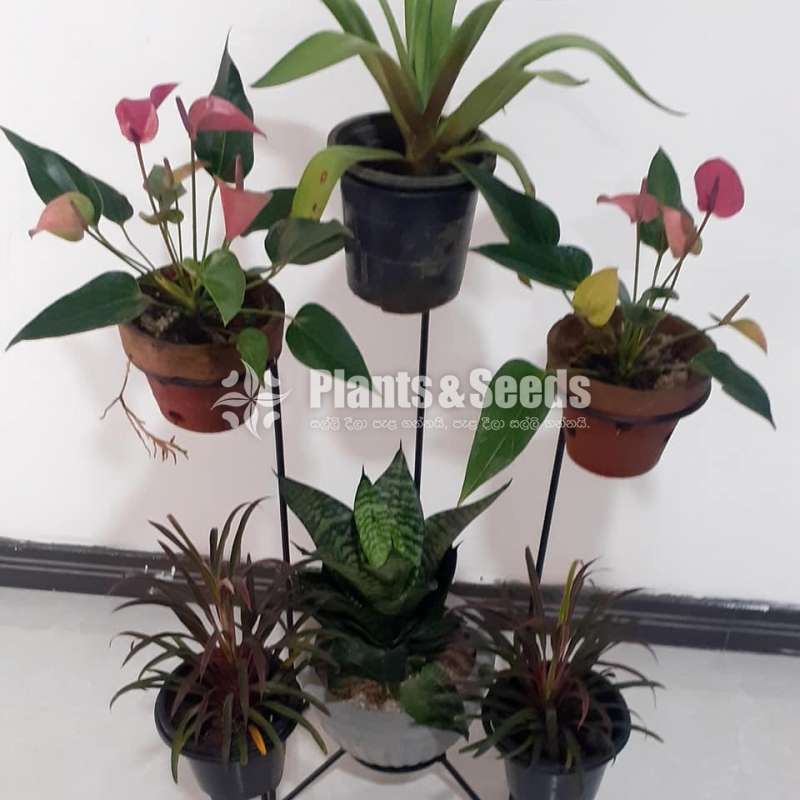 Plant Rack