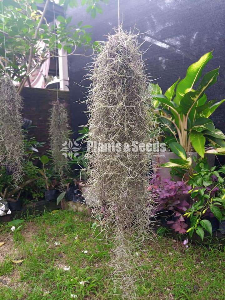 Air Plants