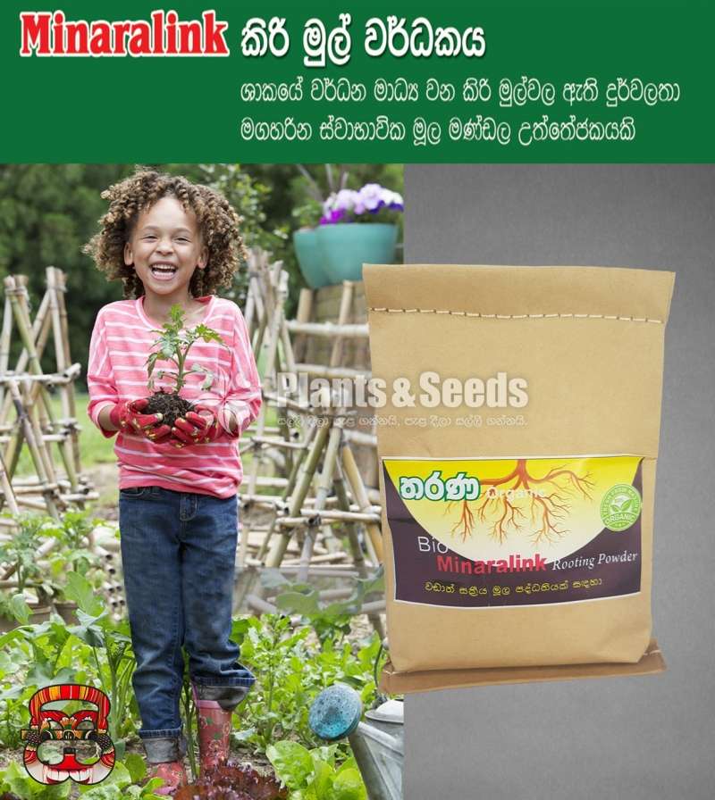 Kirimul Stimulator (කිරිමුල් උත්තේජකය)