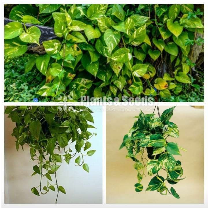 Lucky Plant(Money Plant)