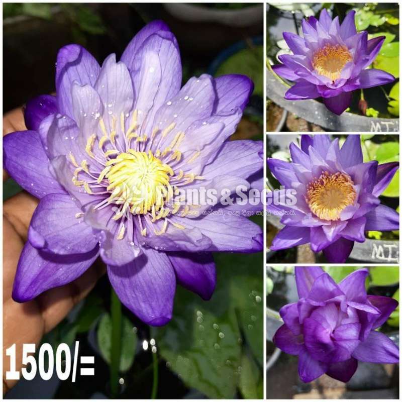 Australiun dark purple