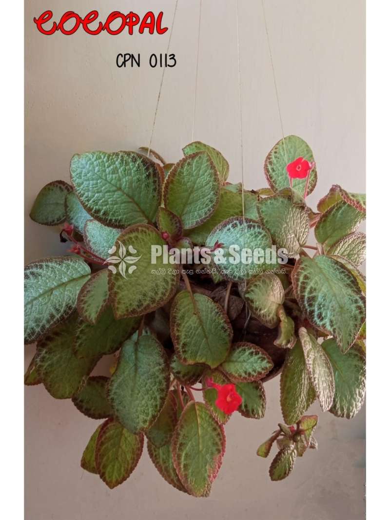 Episcia - Red Color